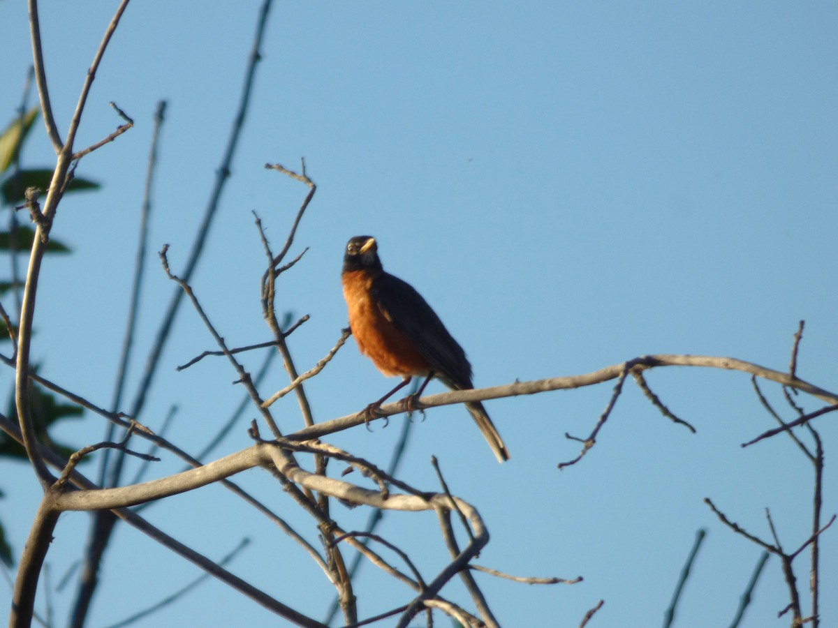 American Robin - ML638929831