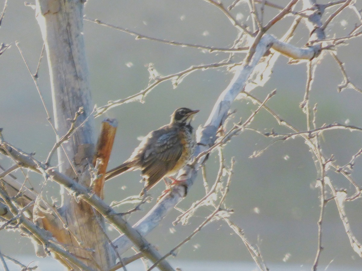 American Robin - ML638929832