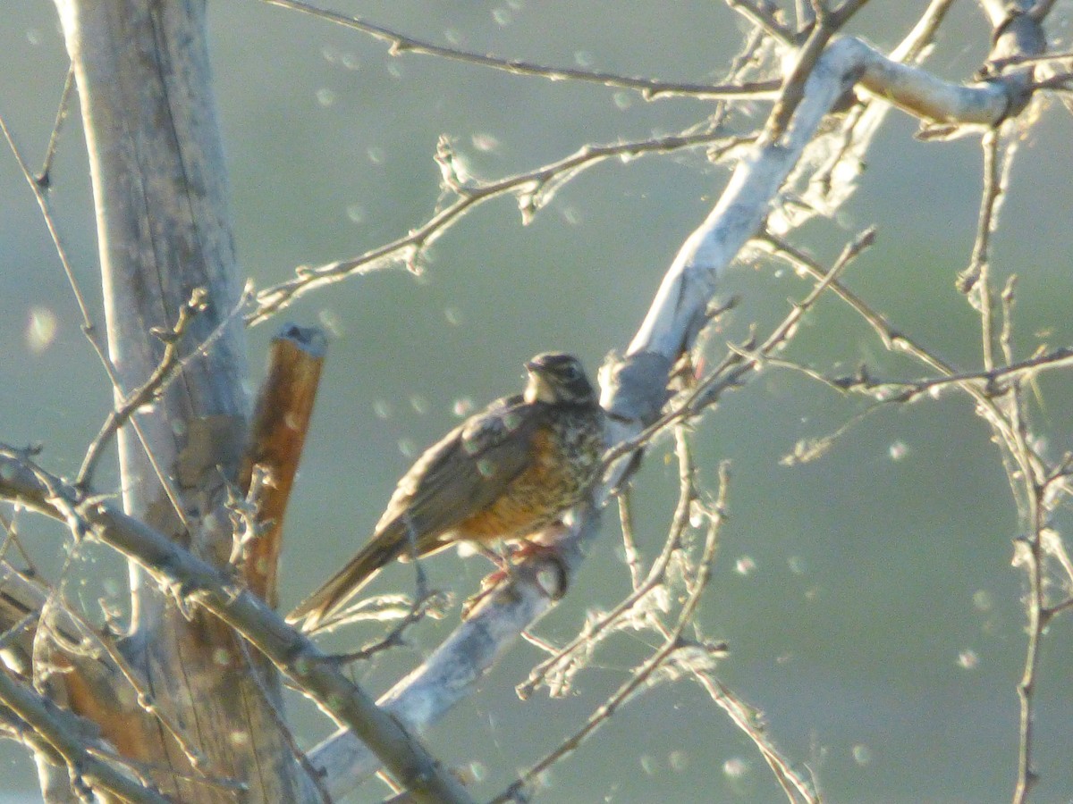 American Robin - ML638929833
