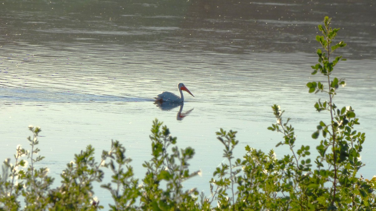 American White Pelican - ML638929851