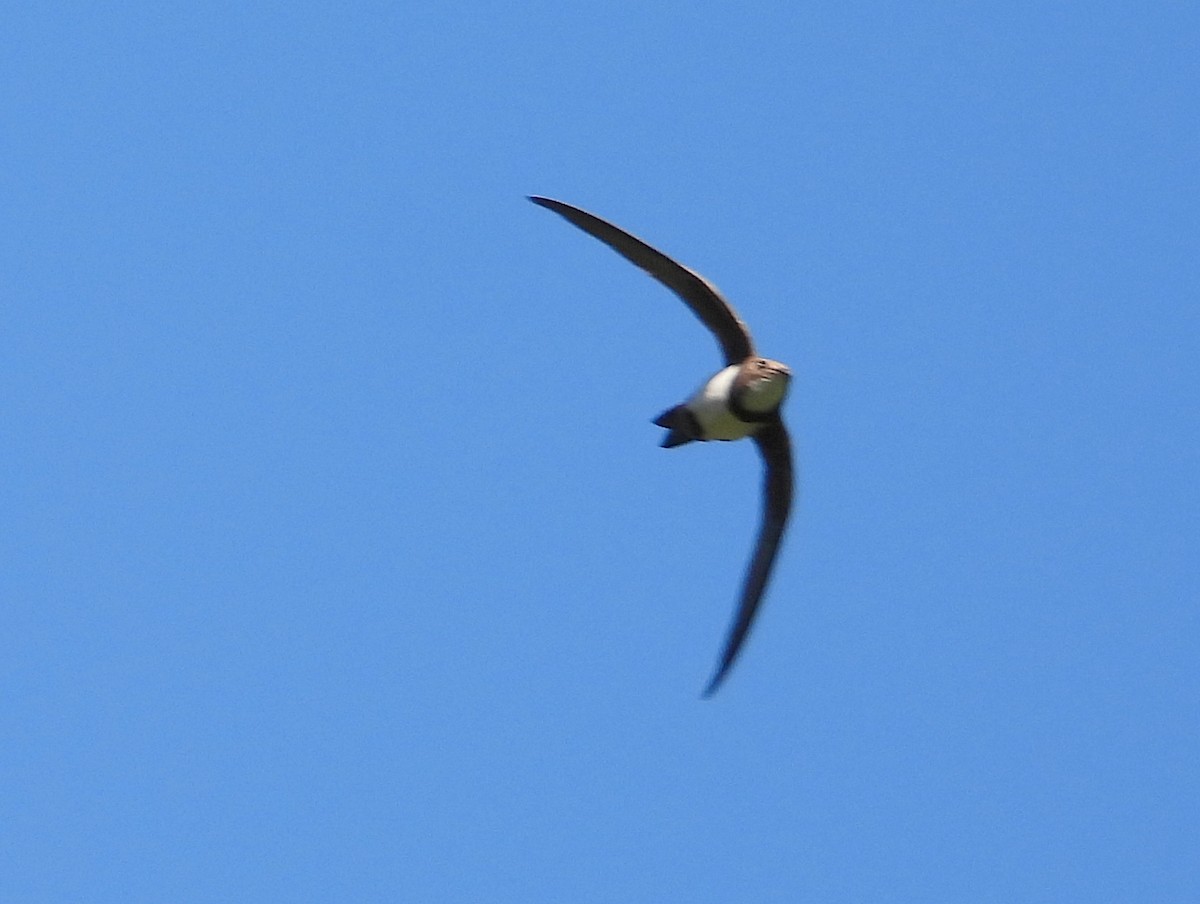 Alpine Swift - ML638929889