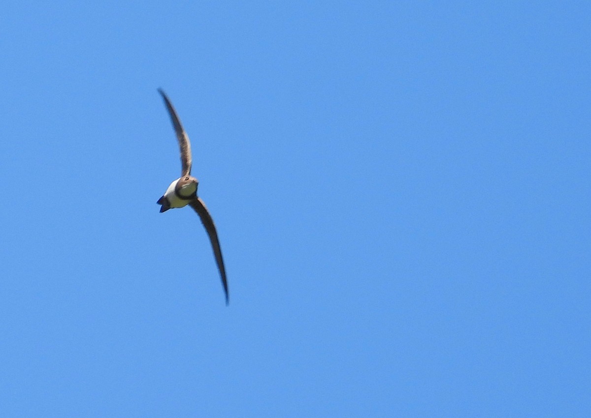 Alpine Swift - ML638929890