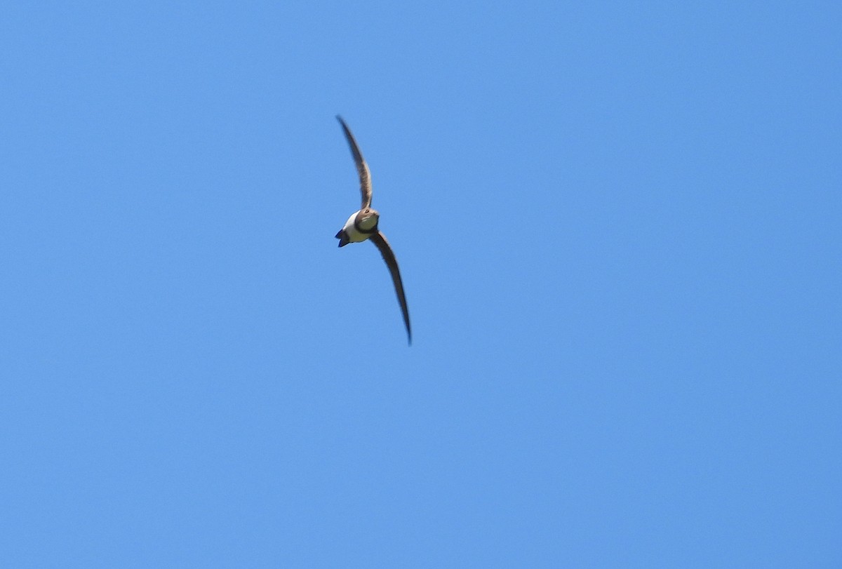 Alpine Swift - ML638929891