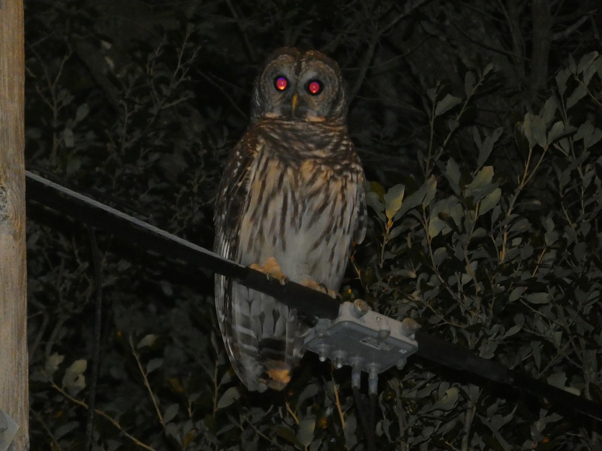 Barred Owl - ML638929897