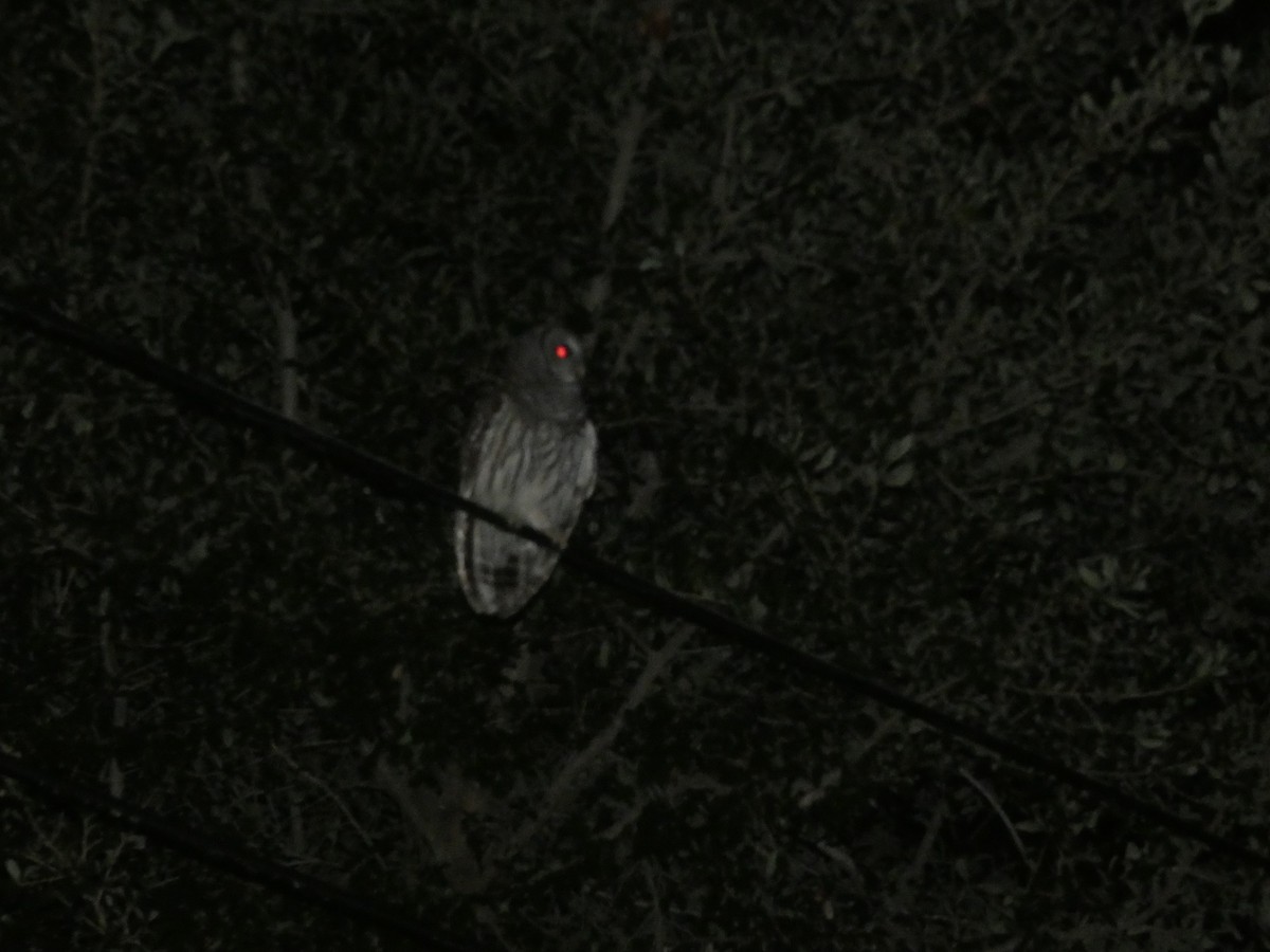 Barred Owl - ML638929898