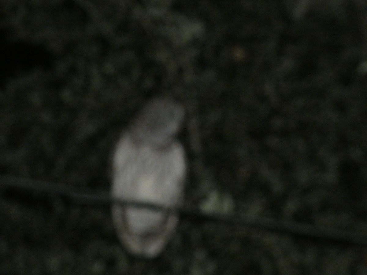 Barred Owl - ML638929899