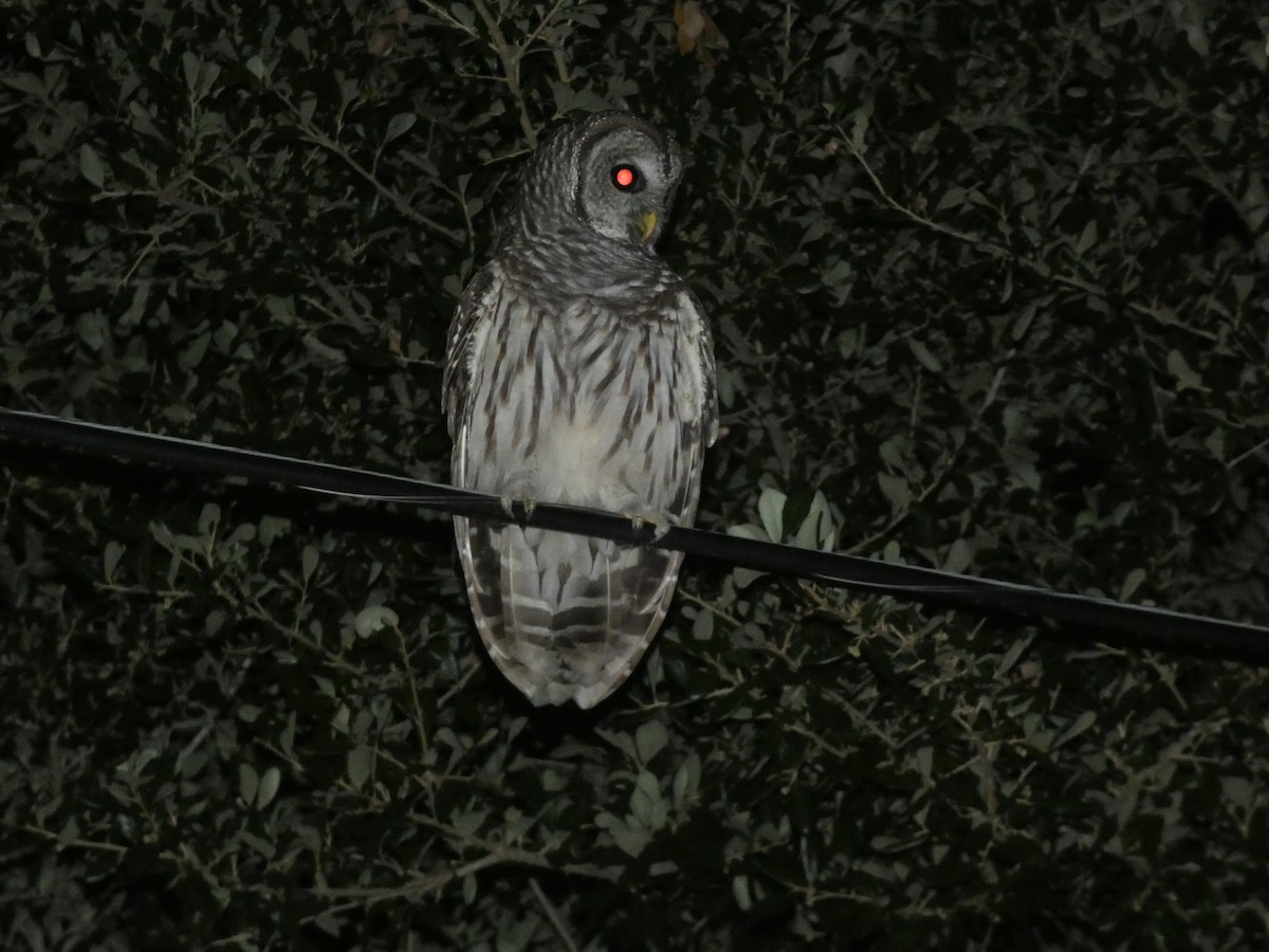 Barred Owl - ML638929900