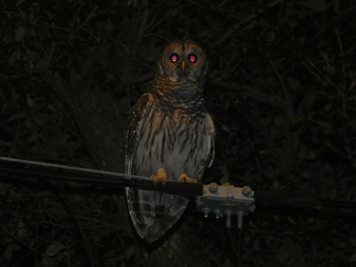 Barred Owl - ML638929902