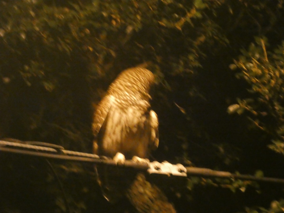 Barred Owl - ML638929903