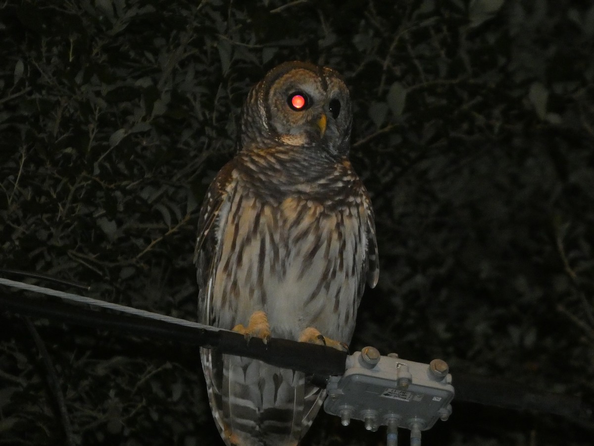 Barred Owl - ML638929908