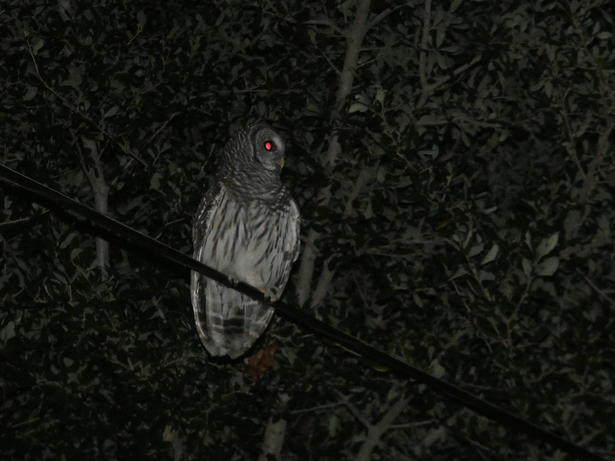 Barred Owl - ML638929909