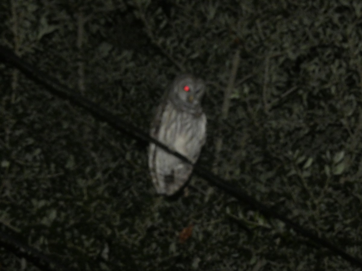Barred Owl - ML638929914