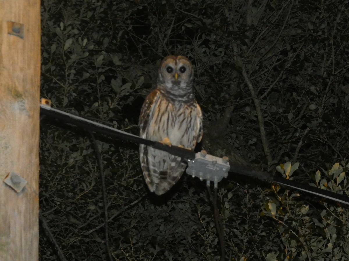 Barred Owl - ML638929916