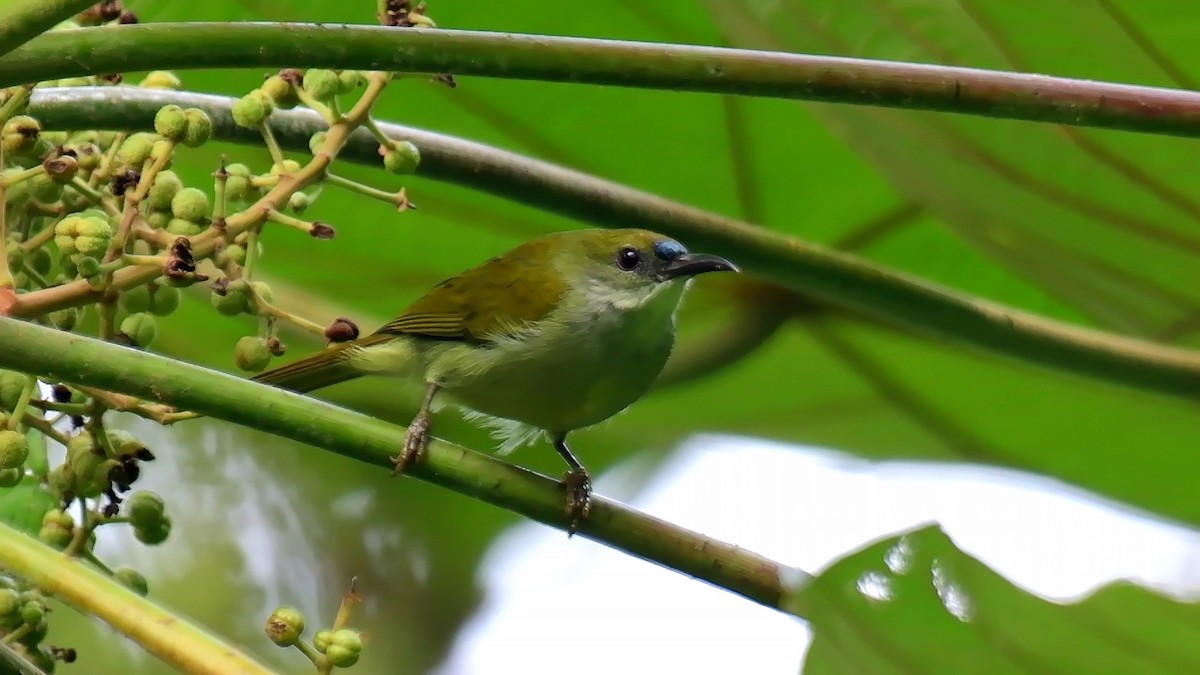 Plain Sunbird - ML638929917