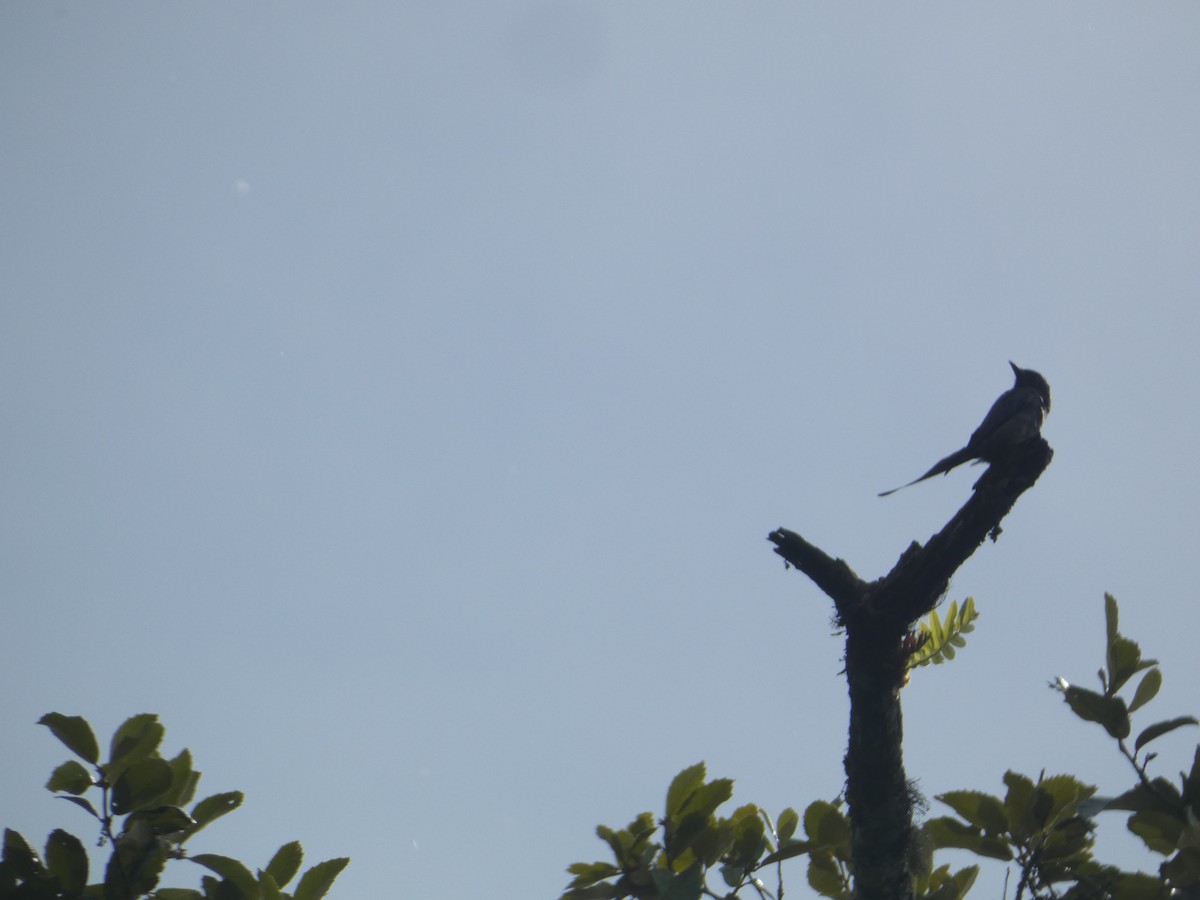 Ashy Drongo - ML638929933