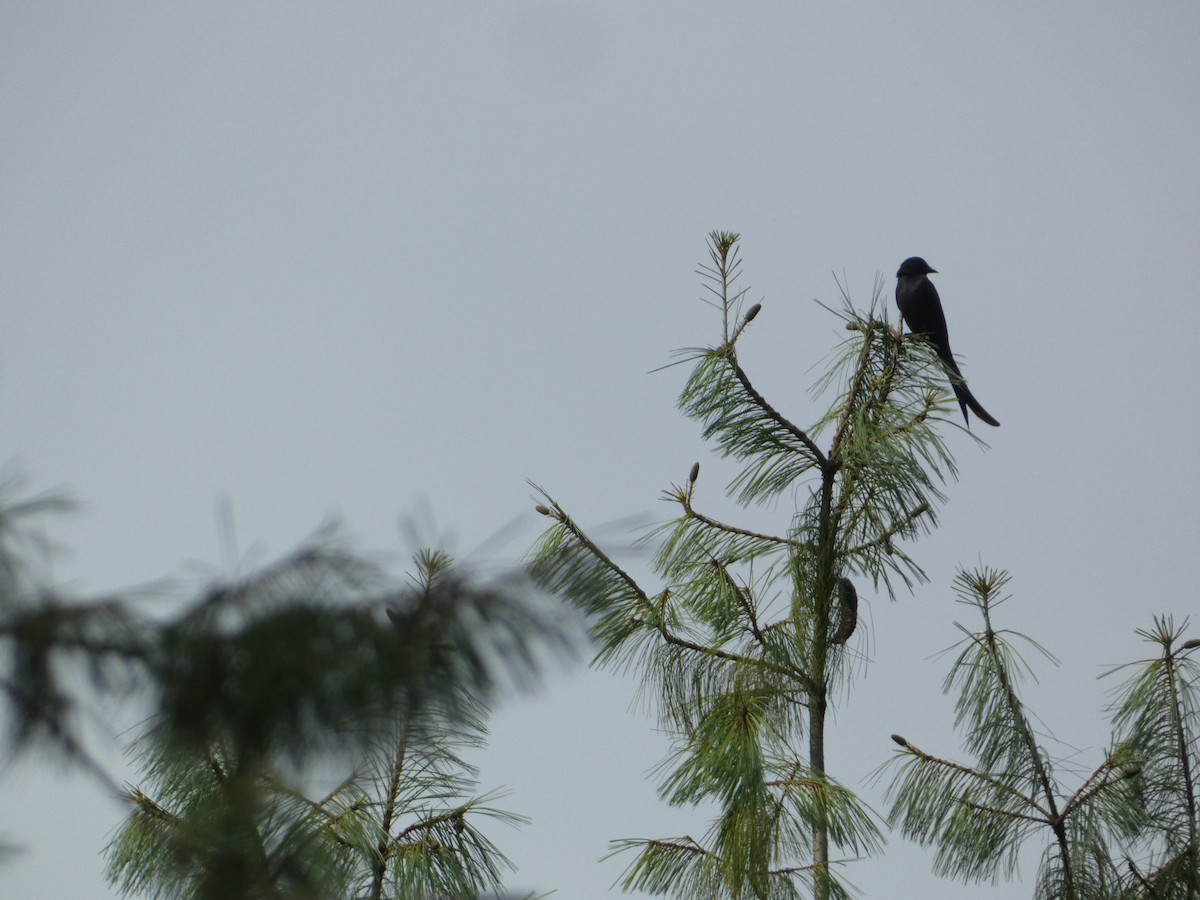 Ashy Drongo - ML638929935
