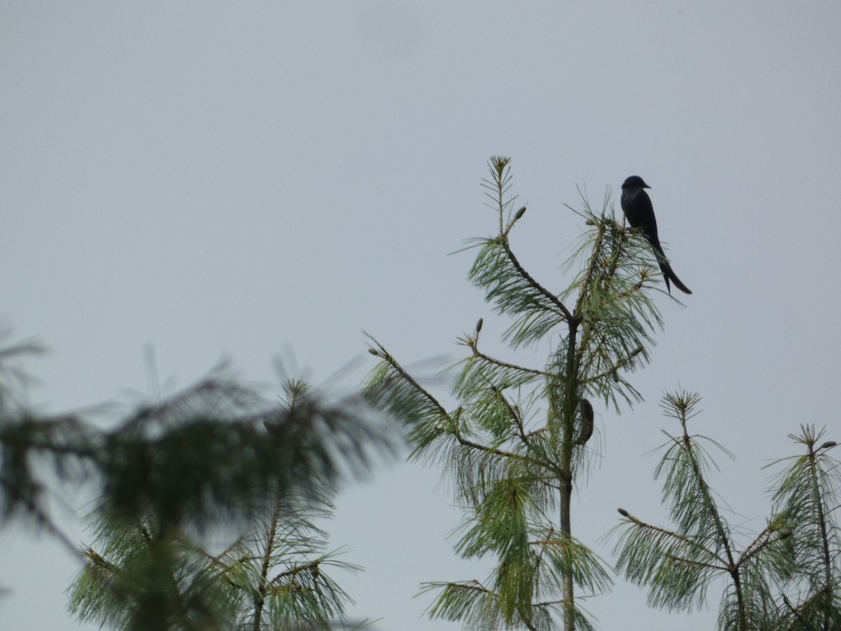 Ashy Drongo - ML638929936
