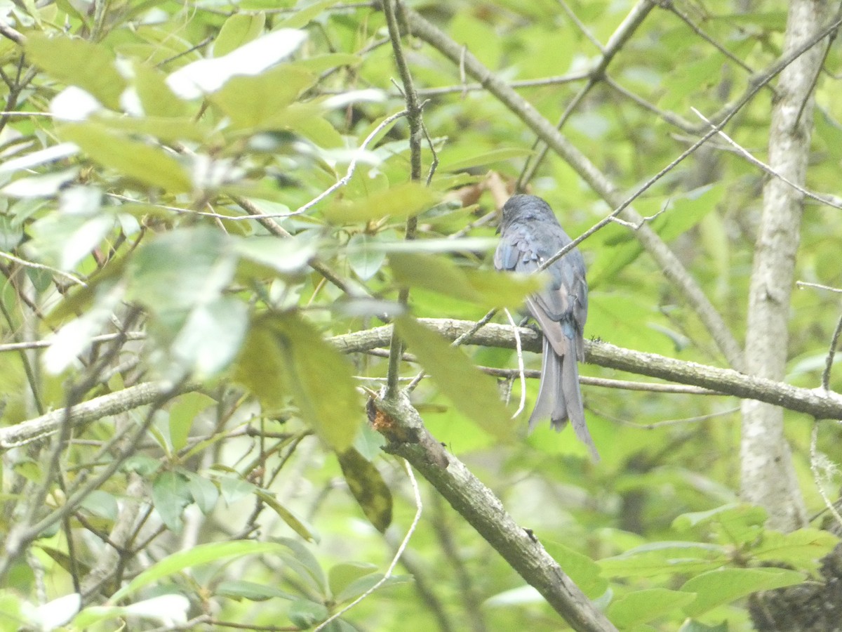Ashy Drongo - ML638929937