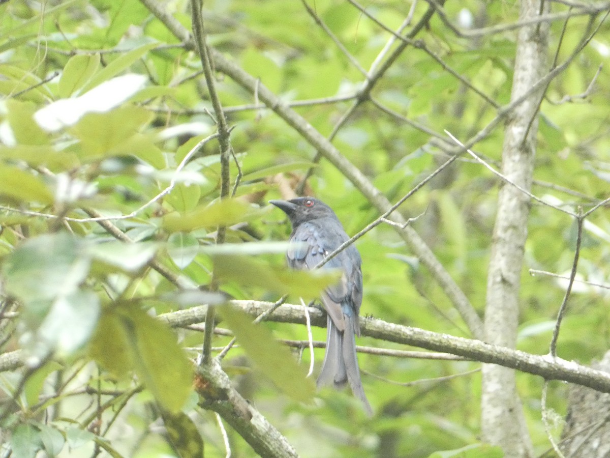Ashy Drongo - ML638929938