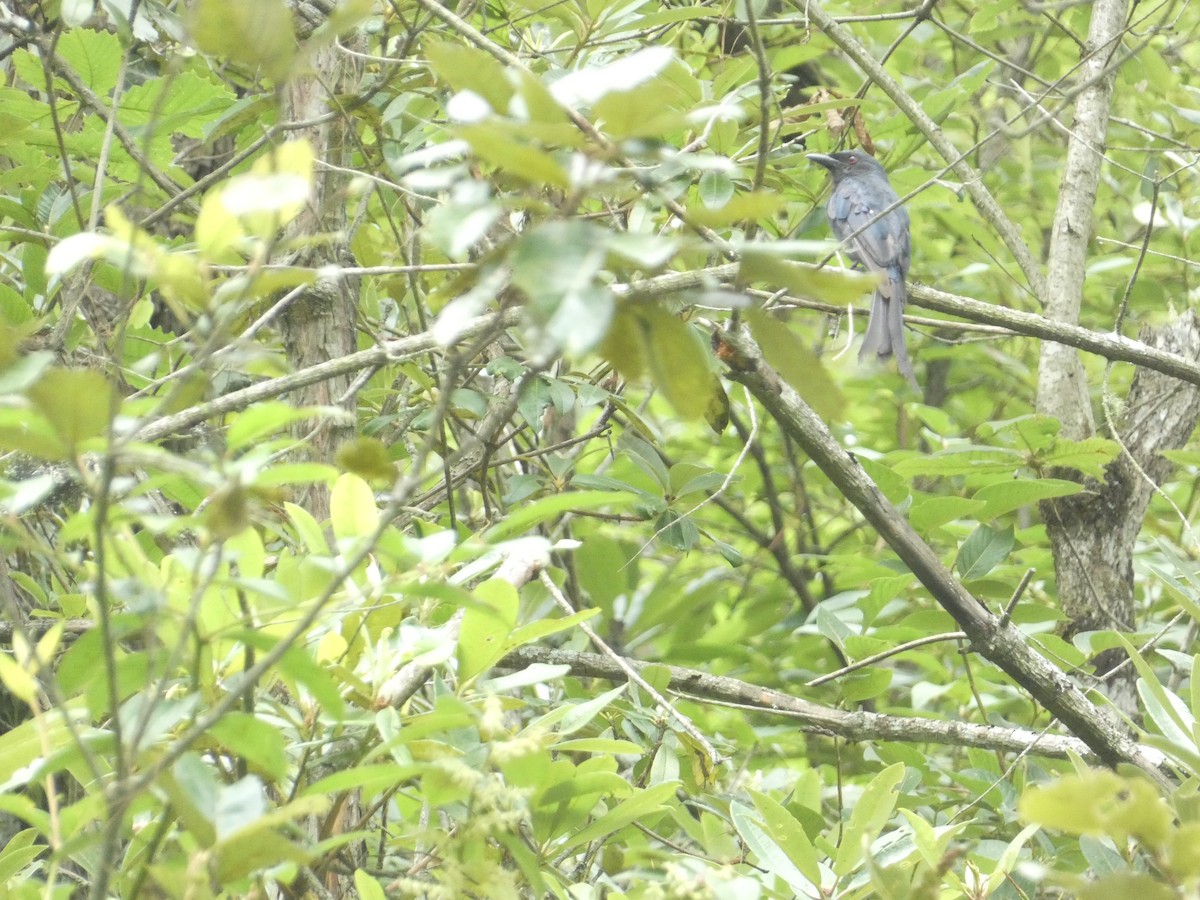 Ashy Drongo - ML638929939