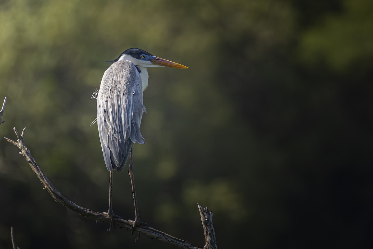 Cocoi Heron - ML638930011