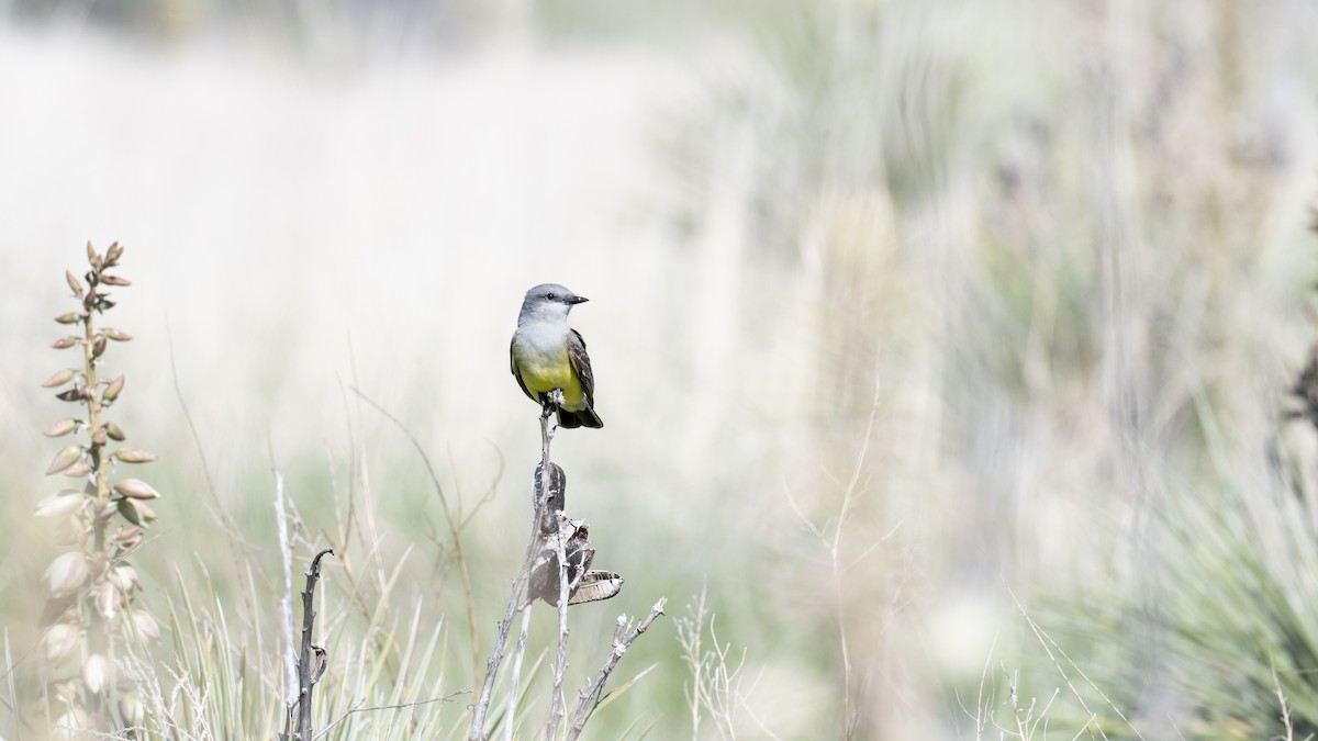 Cassin's Kingbird - ML638930046