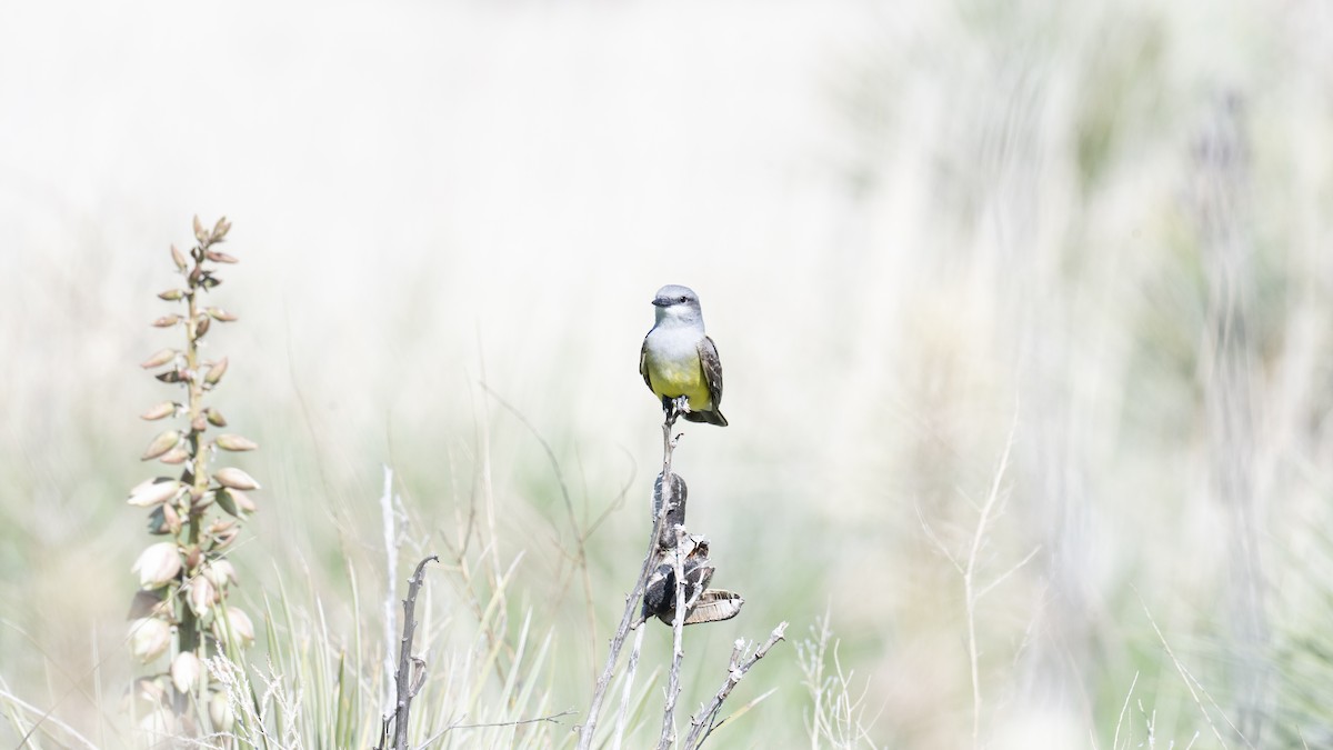 Cassin's Kingbird - ML638930047
