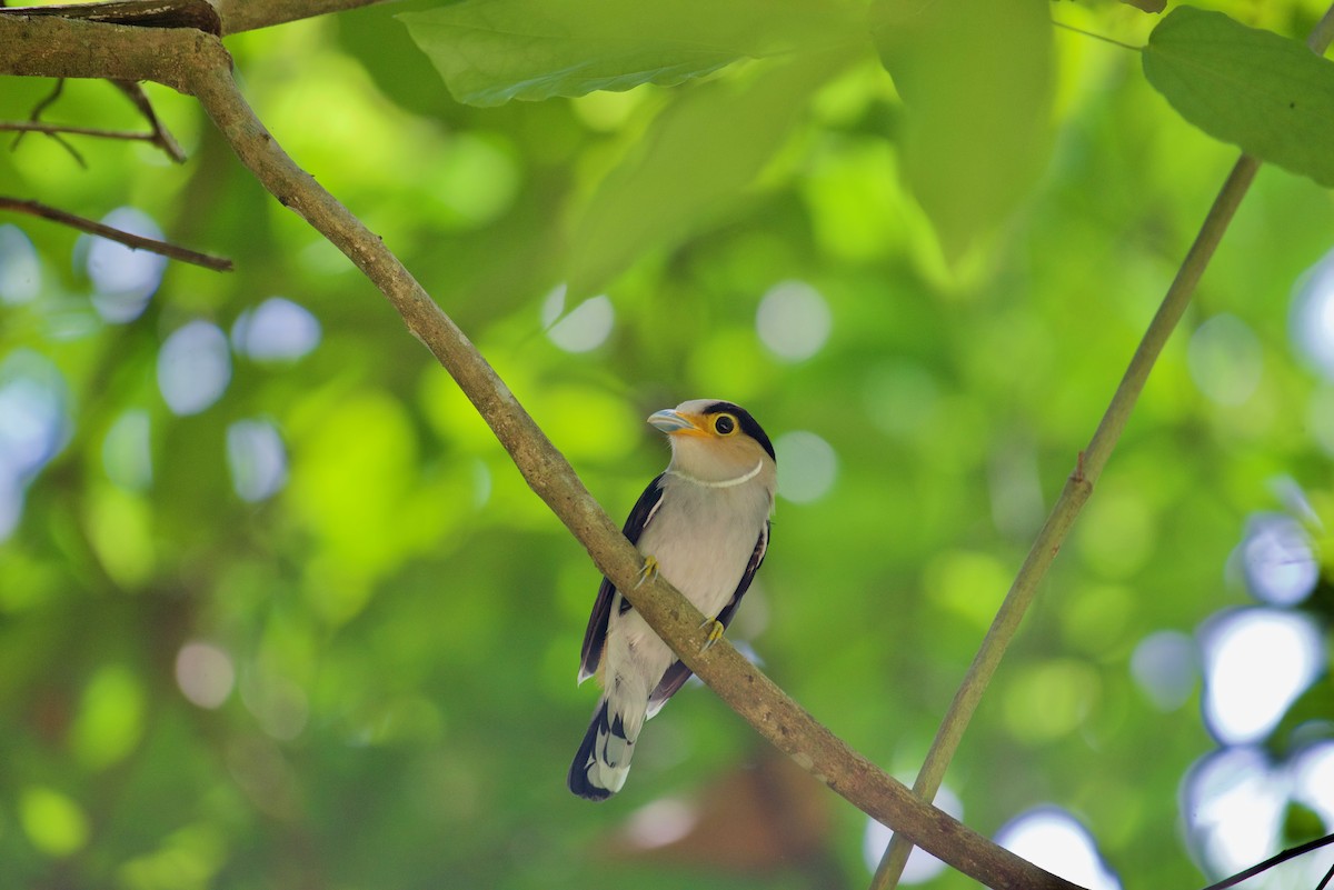 Silver-breasted Broadbill - ML638930052