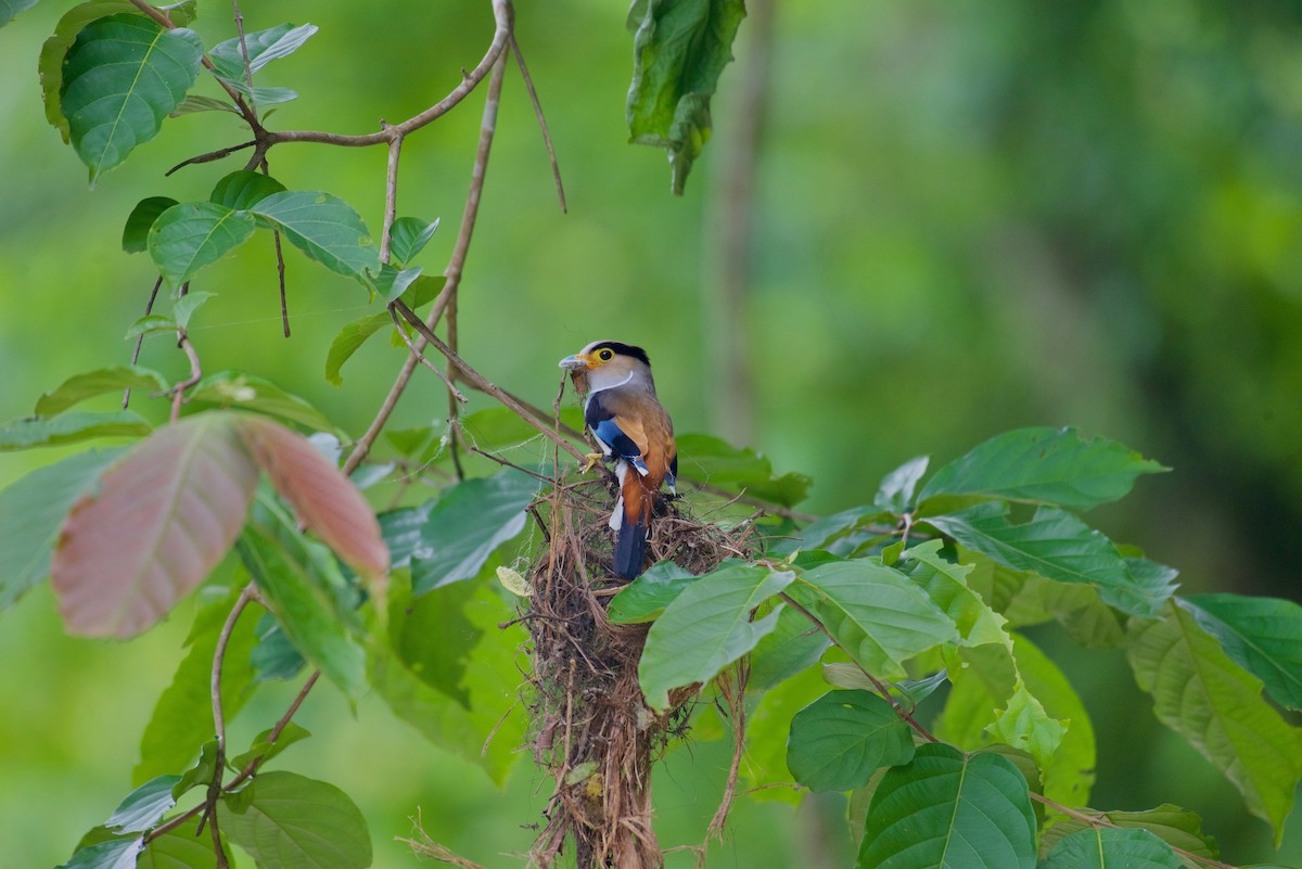 Silver-breasted Broadbill - ML638930053