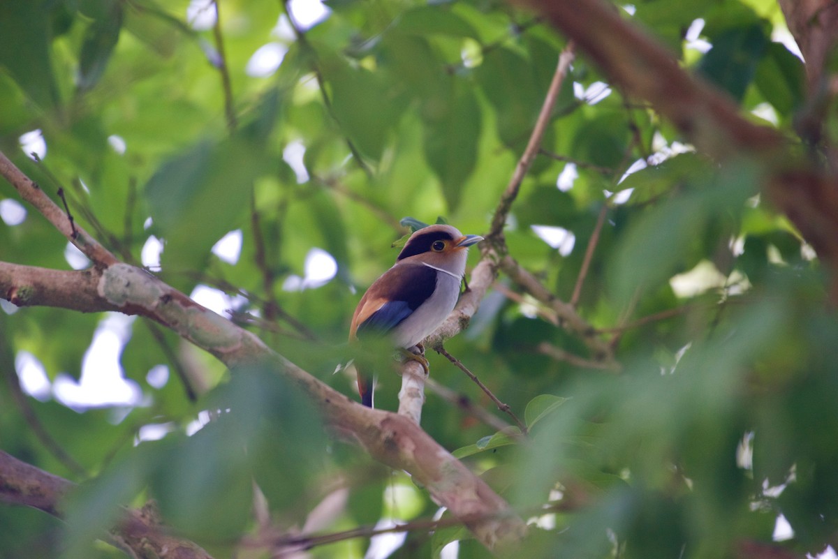 Silver-breasted Broadbill - ML638930054