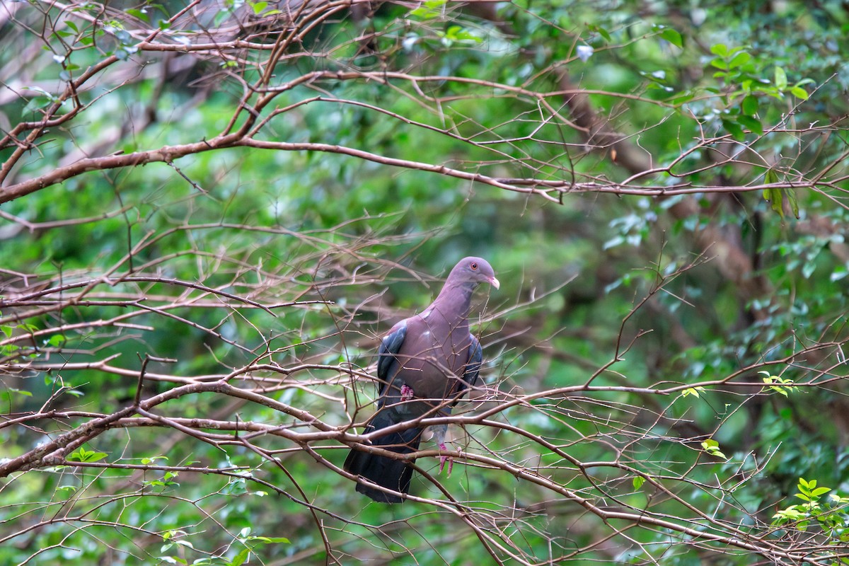 アカハシバト - ML638930058