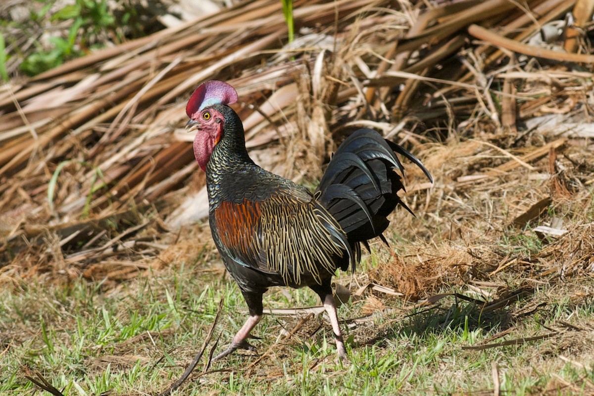 Green Junglefowl - ML638930064