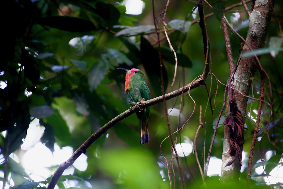Red-bearded Bee-eater - ML638930112