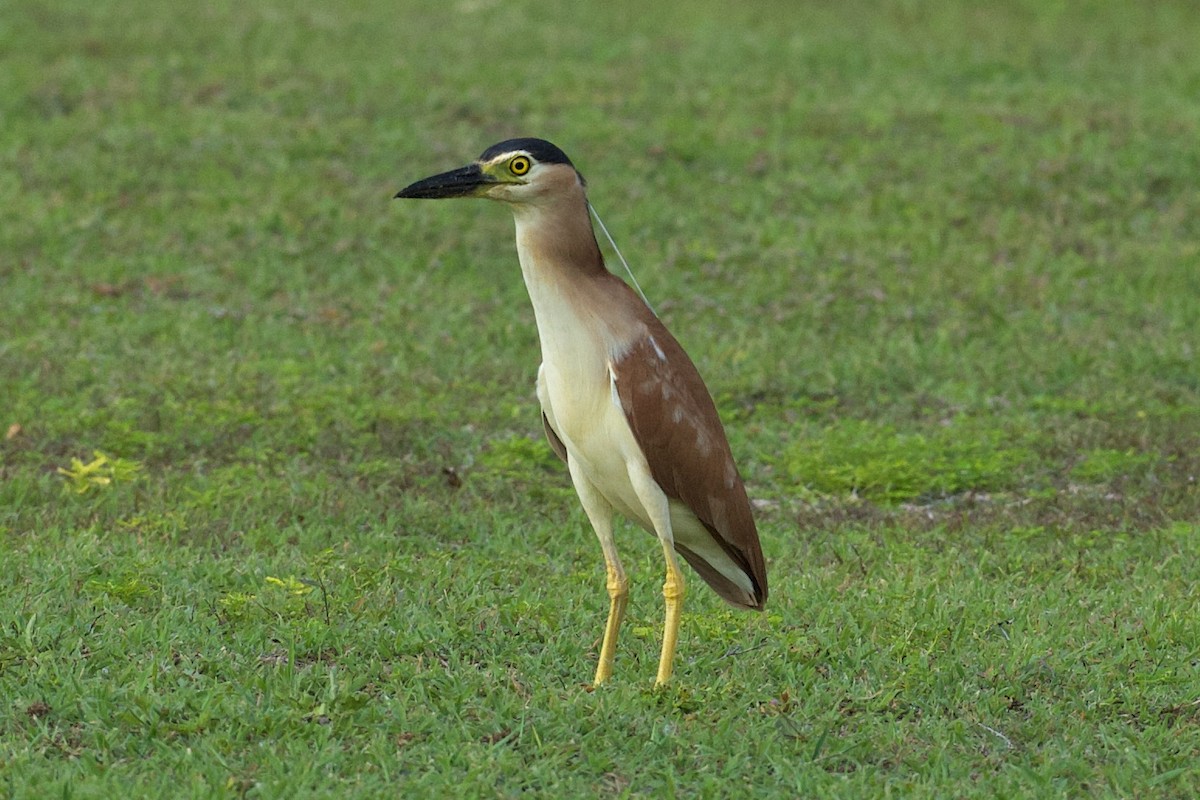 Nankeen Night Heron - ML638930129