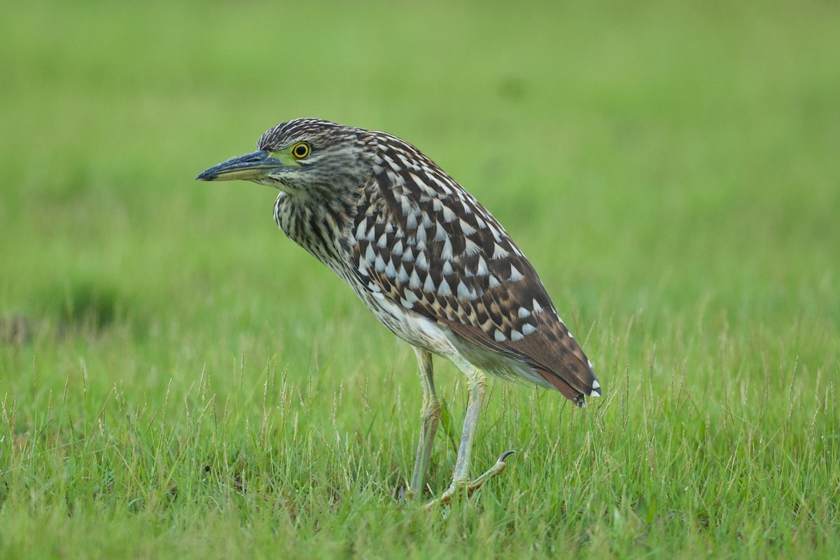 Nankeen Night Heron - ML638930130