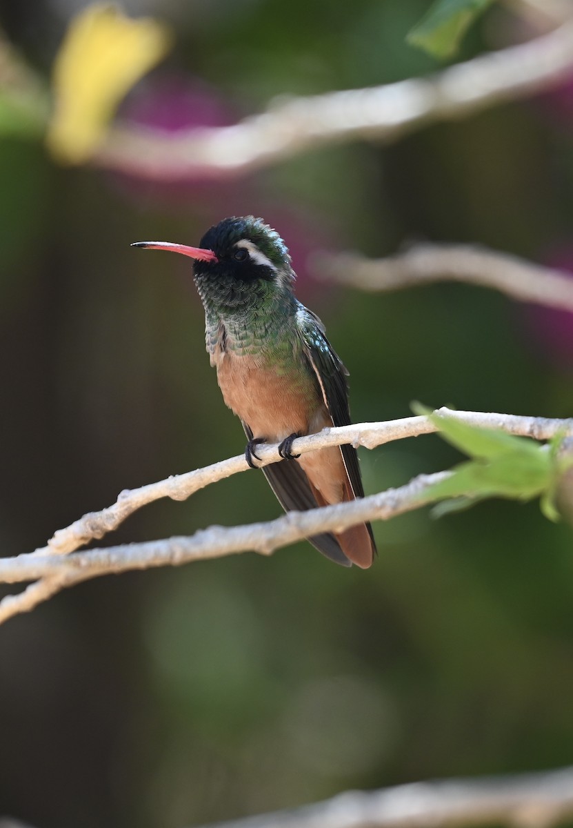 Xantus's Hummingbird - ML638930133
