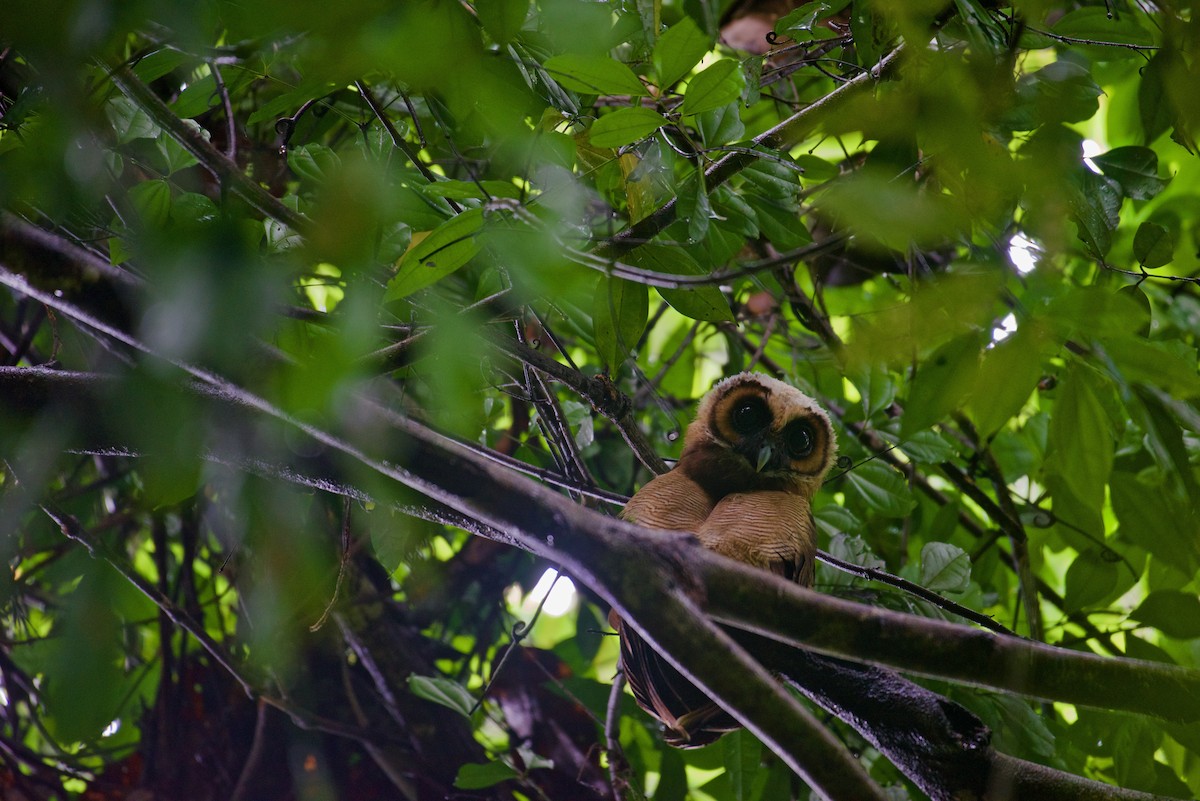 Brown Wood-Owl - ML638930138