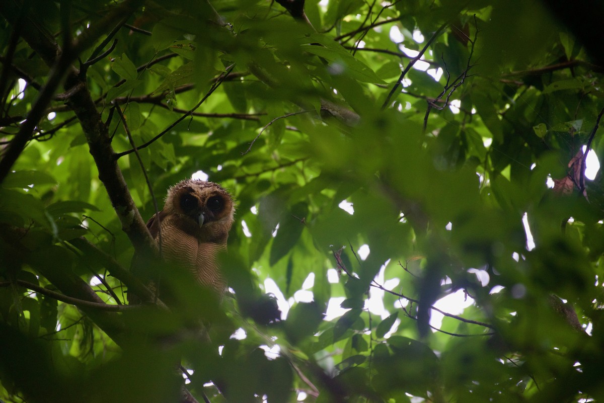 Brown Wood-Owl - ML638930140