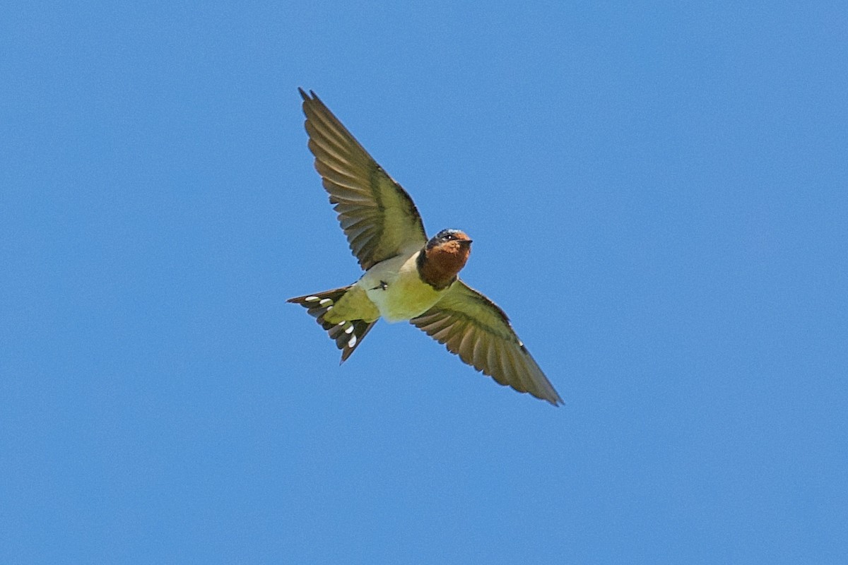 Barn Swallow - ML638930143