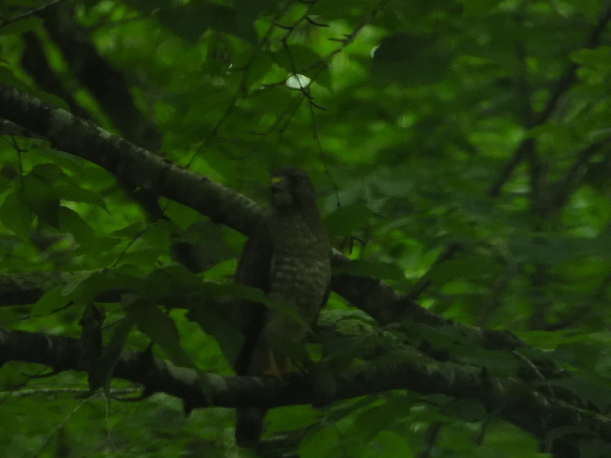 Broad-winged Hawk - ML638930155