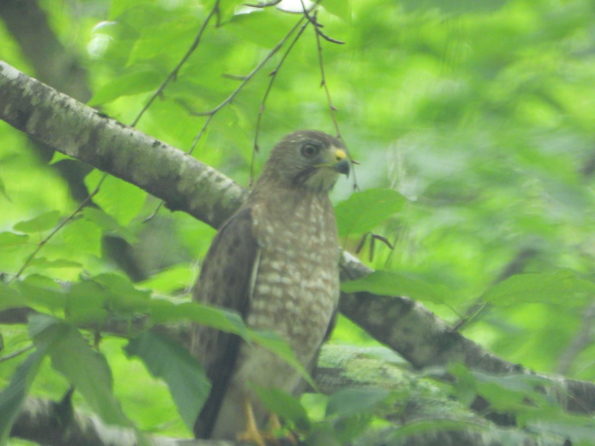 Broad-winged Hawk - ML638930157