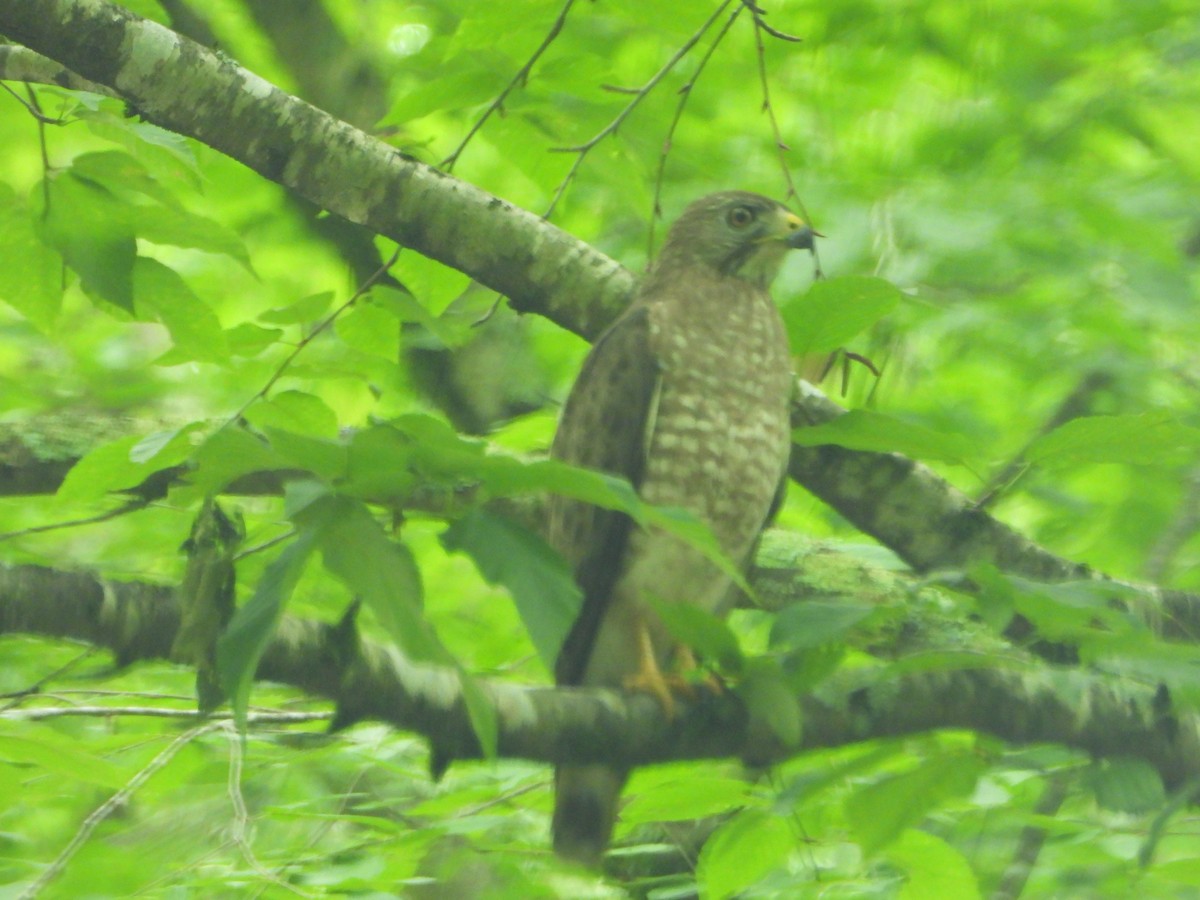 Broad-winged Hawk - ML638930158