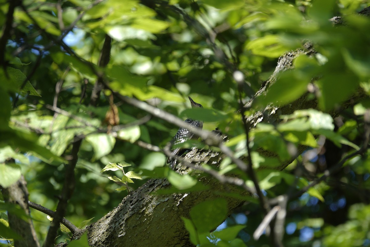 Red-bellied Woodpecker - ML638930175
