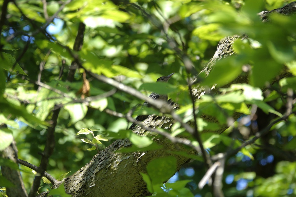 Red-bellied Woodpecker - ML638930176