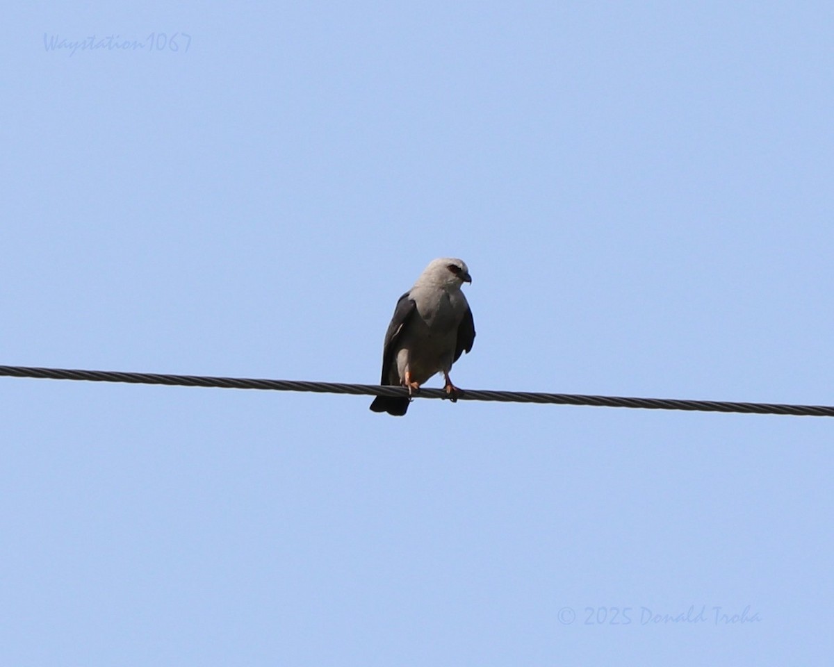 Mississippi Kite - ML638930286