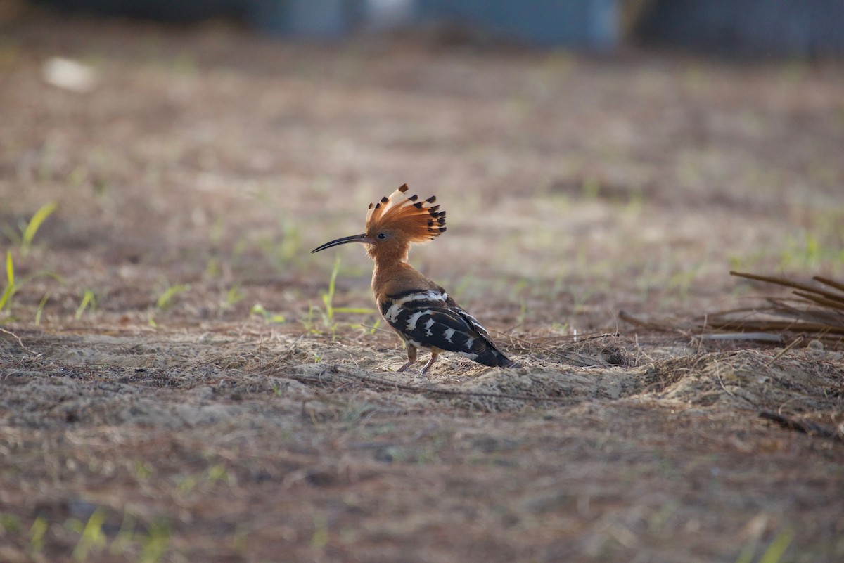 Common Hoopoe - ML638930386