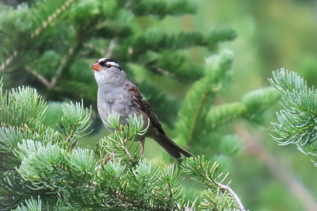 strnadec bělopásý (ssp. oriantha) - ML638930454