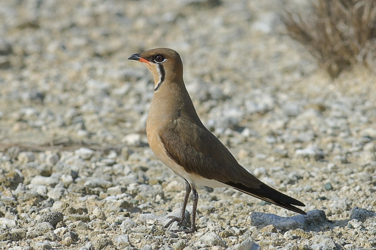 Oriental Pratincole - ML638930460