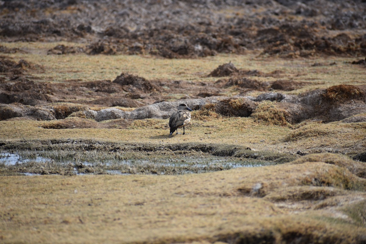 Crested Duck - ML638930462