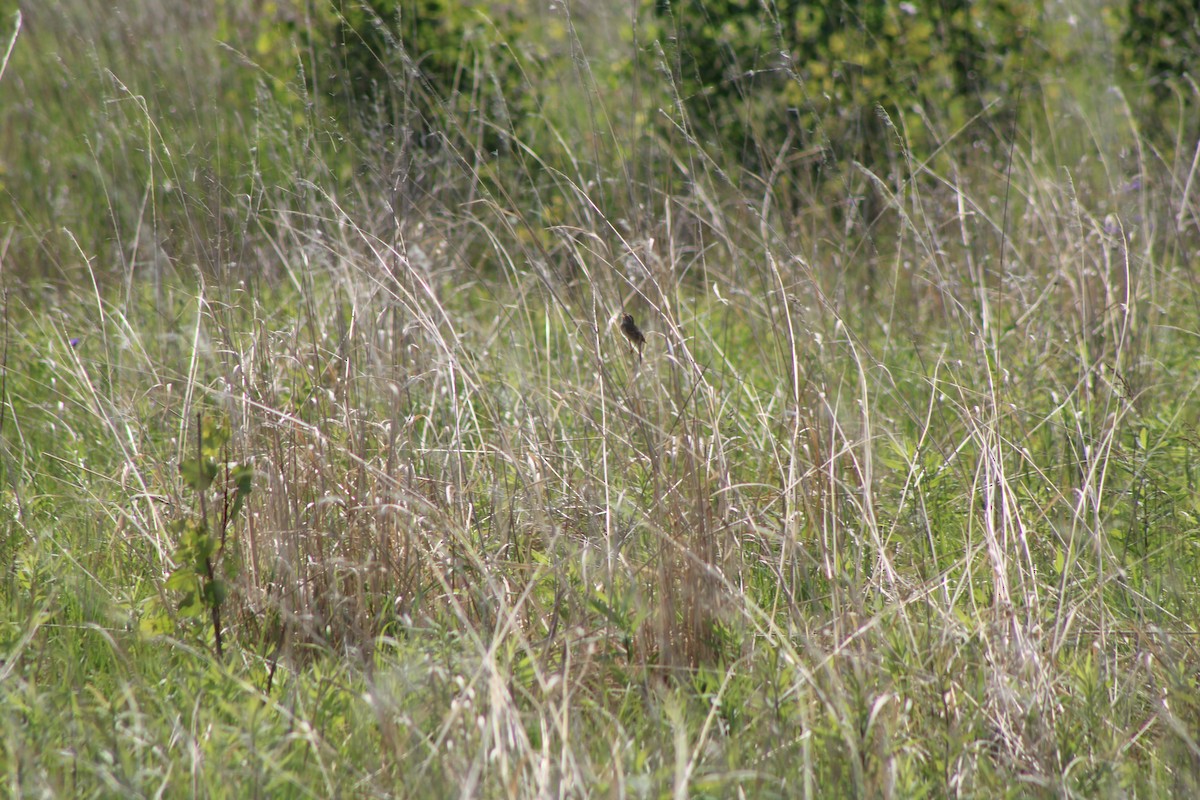 Clay-colored Sparrow - ML638930481